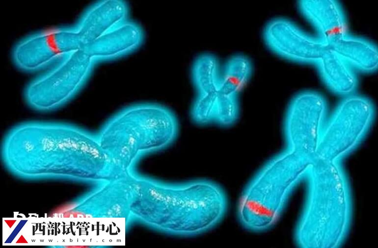 父母染色體易位是容易遺傳給兒子還是遺傳給女兒？