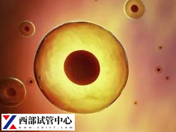 平衡易位染色體遺傳概率男女都是50%